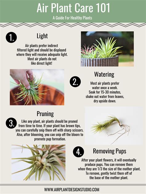 Definitive Guide To 5 Types Of Air Plants Artofit
