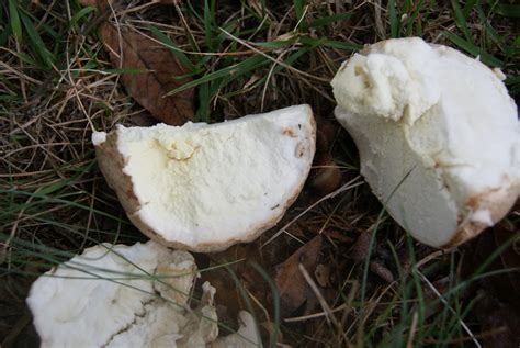 Are Giant Puffball Mushrooms Edible All Mushroom Info