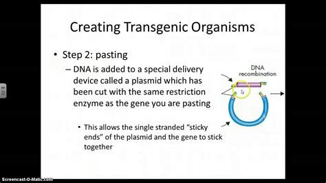 Transgenic Organisms Youtube