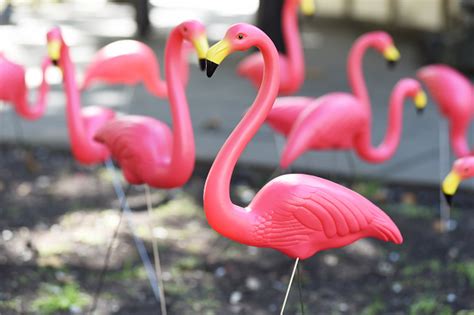 Florida Newest Swingers Using Pink Flamingos To Identify Sex Parties
