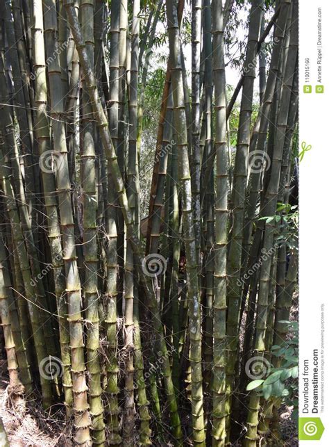 Big Bamboo Plant At Vietcong Tunnel Systems In Cu Chi In Vietnam Asia
