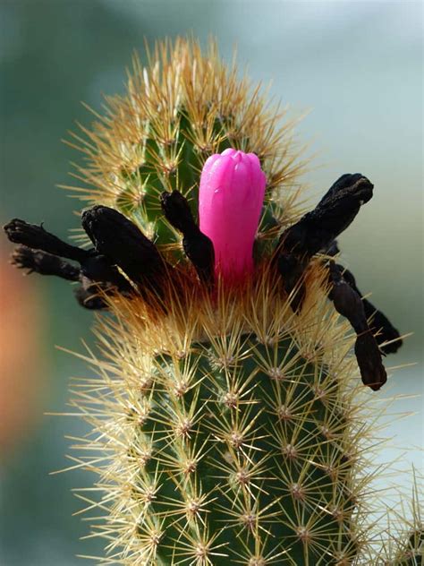 Different Types Of Cactus