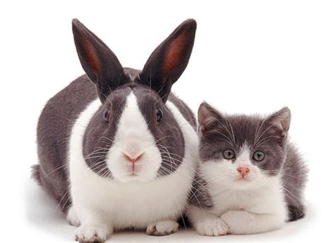 Kittens Who Look Like Rabbits Meet The Animal Pals Who Are Spitting