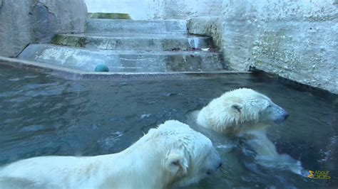 Polar Bear Mum And Her Adolescent Offspring At Munich Zoo Youtube