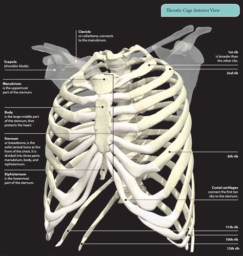 Anatomy Of Chest And Ribs D Skeletal System Bones Of The Thoracic 67665