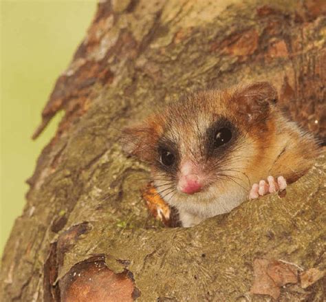 Monito Del Monte Dromiciops Gliroides Imagen Del Libro Fauna