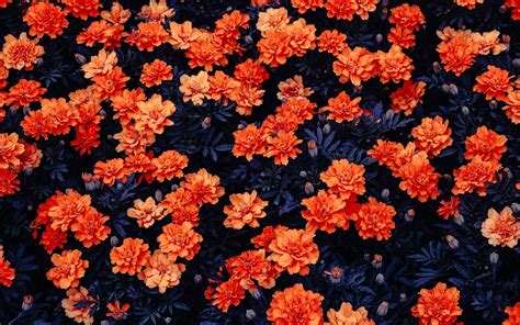 Orange Flowers Hd Wallpaper Pink Flowers Wallpaper Orange Wallpaper