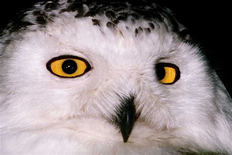 Snowy Owl Face Closeup Image Only