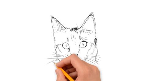 Drawing Cartoon Cat Face Tutorial How To Easily Drawing