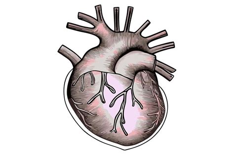 Un Dibujo De Un Corazón Humano Vector Premium