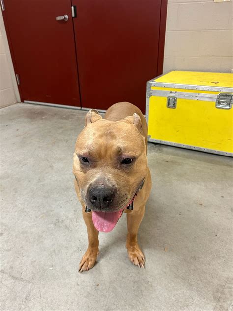 Pitbull Found Near Melbourne Lane – Upper Allen Police Department