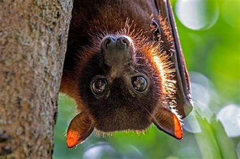 Flying Fox Facts Little Aussie Battlers