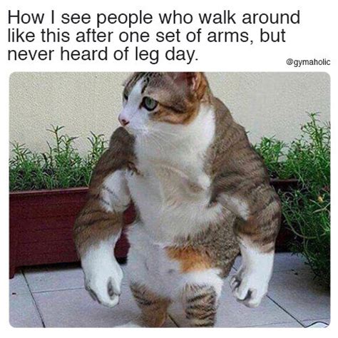 Pin By Santhu On Fitness Humor Funny Cat Memes Funny Memes