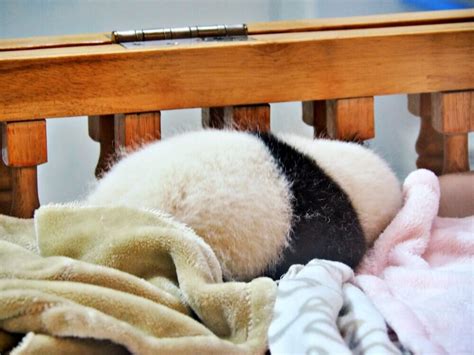 Why You Should See Giant Pandas In Chengdu Without A Tour — Mog And Dog