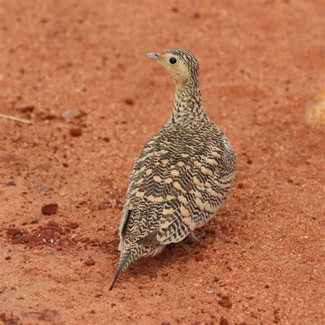 Chestnut Bellied Sandgrouse Birdforum Opus Birdforum