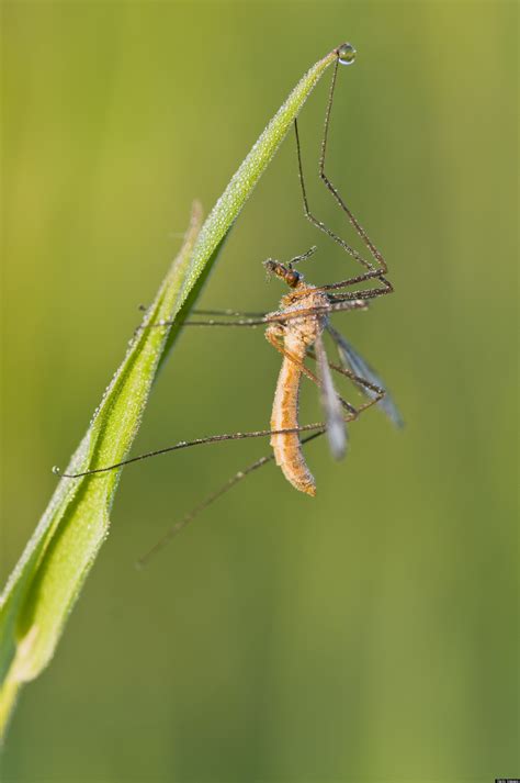 Giant Mosquitoes Invade Florida Entomologist Reveals Reality Of