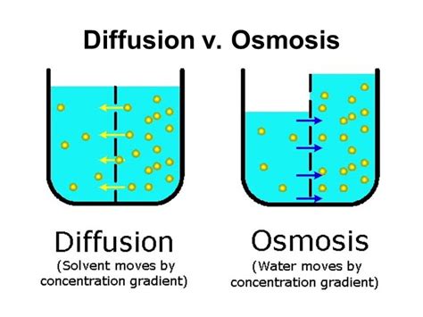 Diffusion V Osmosis Biology Junction
