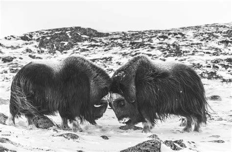 Planen var å fotografere moskus og fugler. Moskus på Dovre // Bilder til salgs // Svendsensfoto.no