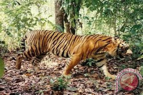Meru Betiri Akan Dipasang Puluhan Video Pemantau Harimau Jawa Antara News