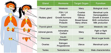 Annahof Laabat How Many Different Hormones Are There In The Human Body