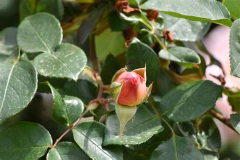 Free Picture Elegant Flower Garden Pinkish Roses Flower Nature