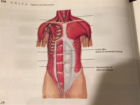 Anterior Chest And Abdominal Wall Diagram Quizlet