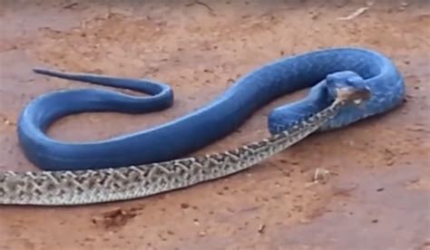 Heres Why Texas Indigo Snakes Are Good To Have Around Video