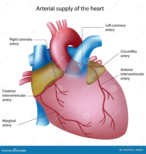 Blood Supply To The Heart Stock Photography Image 19337292