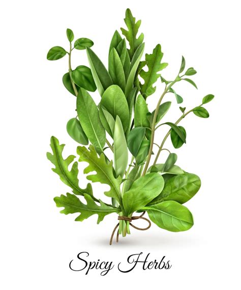 Fresh Green Leafy Vegetables Png Vector Psd And Clipart With