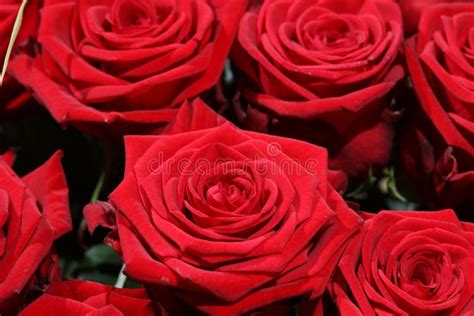 Bunch Of Red Roses Stock Image Image Of Freshness Celebration 79564629