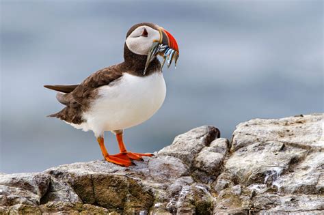 Photographing Seabirds On The Farne Islands Park Cameras Blog