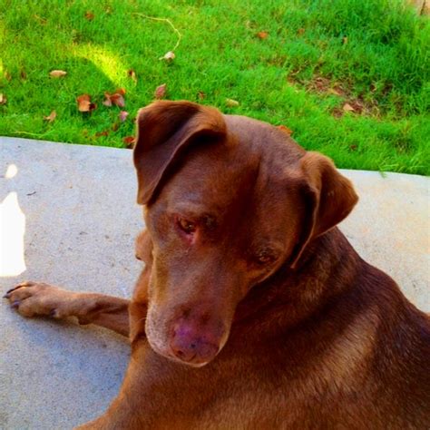 My Chocolate Lab Pitbull Mix