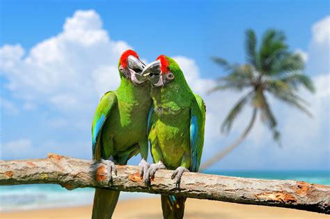Wallpaper Parrot Plumage Branch Exotic Birds Green
