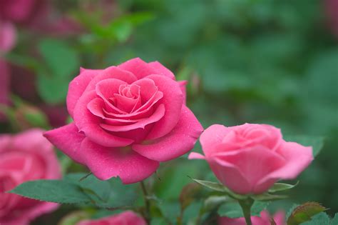 Top 10 most beautiful rose flowers in the world 2017rose is the world's most popular flower of all times. Flower (2017) on Behance
