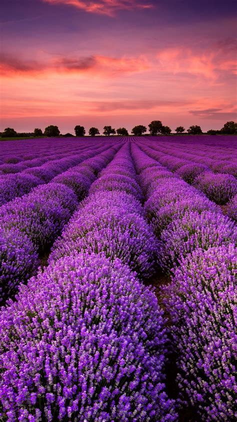 Wallpaper Beautiful Lavender Fields