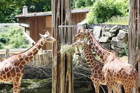 Last updated april 30, 2019. Giraffenbulle des Zoo Osnabrück reist nach Frankreich ...