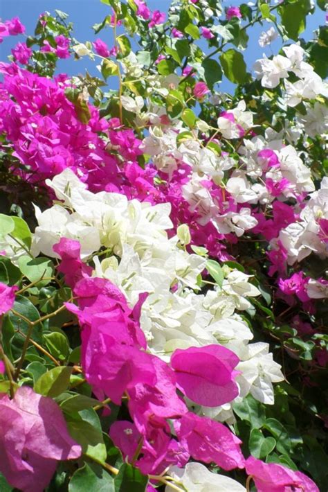 Bougainvillea Planting Pruning And Advice On Caring For Them