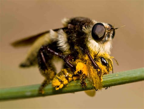Killer Bees Bing Images