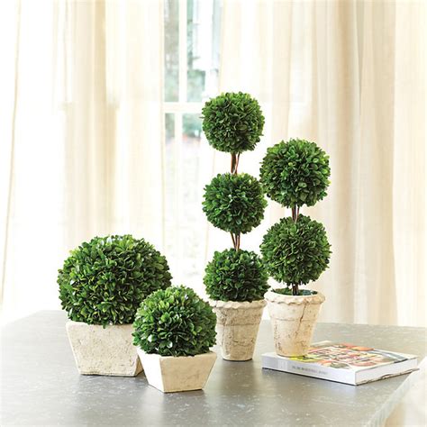 Preserved Boxwood Topiary Traditional Plants