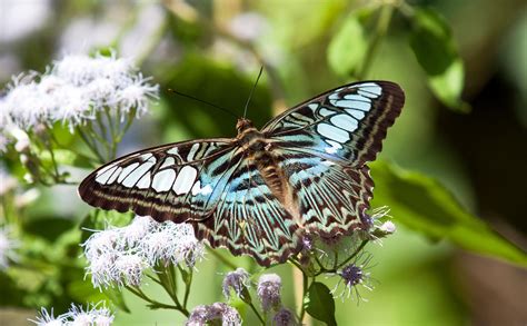 Top 10 Most Beautiful Butterflies Of The World The Allmyfaves Blog