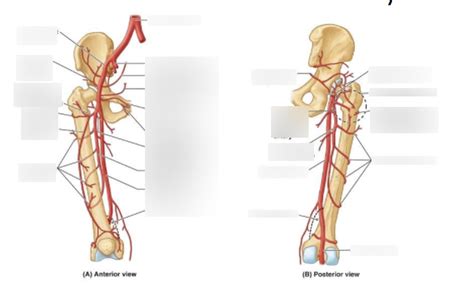 Femoral Artery Id Diagram Quizlet
