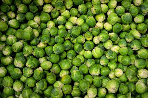 How To Grow Brussels Sprouts From Seeds Fall Season Garden Ideas