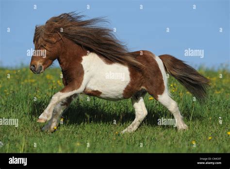 Miniature Shetland Pony Equus Ferus Caballus Pinto Gelding At A
