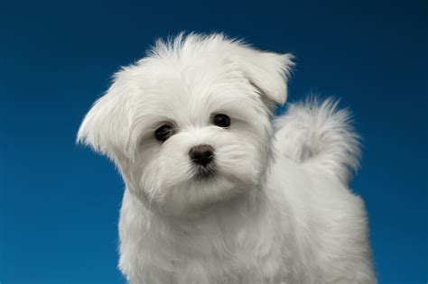 Cute White Maltese Puppy With Funny Tail Looking In Camera Stock Photo
