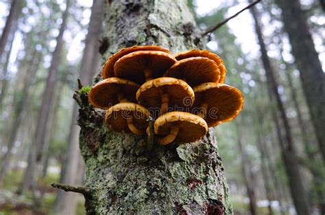 Beautiful Orange Mushrooms Growing On Tree Bark In Pine Forest Stock