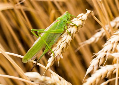 What Do Grasshoppers Eat The Good And The Beautiful