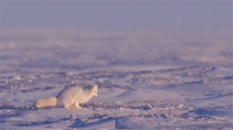 Arctic Foxes Snowdiving For Lemmings  Album Foxes