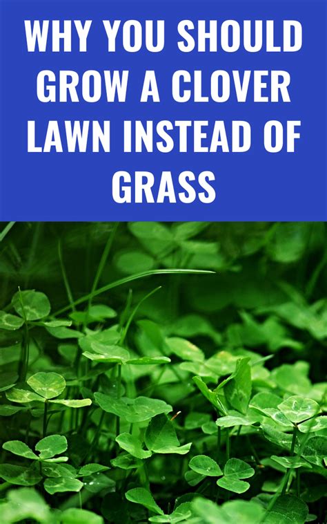 Why You Should Grow A Clover Lawn Instead Of Grass Gardening Sun In