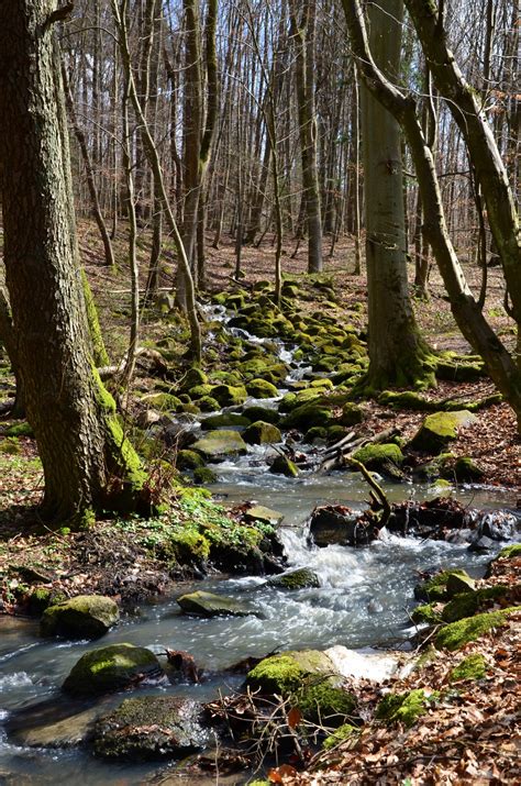 Free Images Tree Water Nature Forest Creek Wilderness Leaf