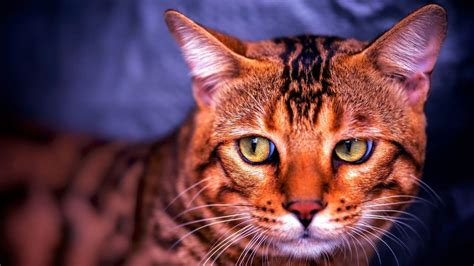 Cat Breeds That Look Like Tigers